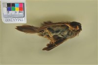 藏品(茅斑蝗鶯)的圖片